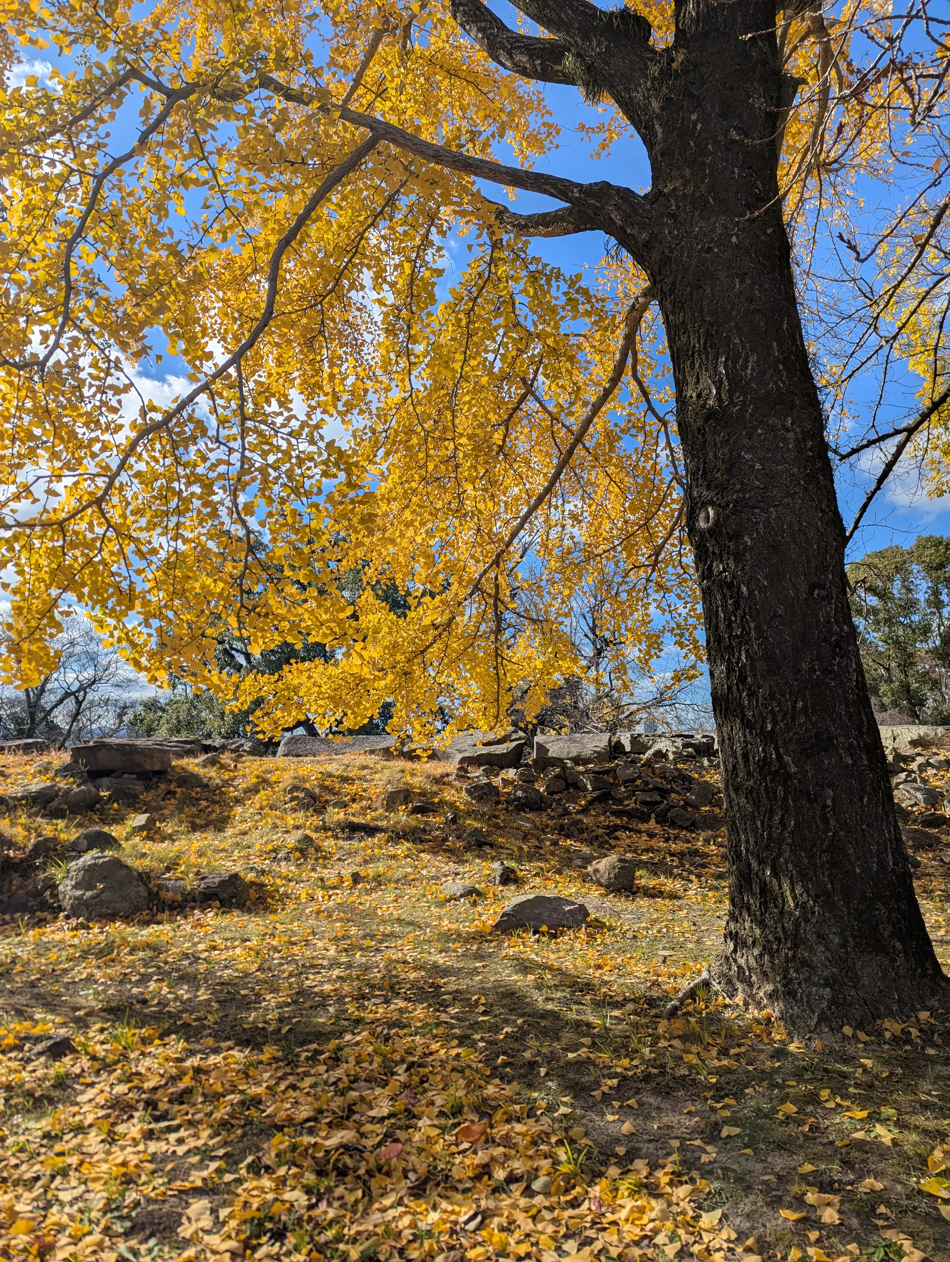 Our First Ginkgo tree
