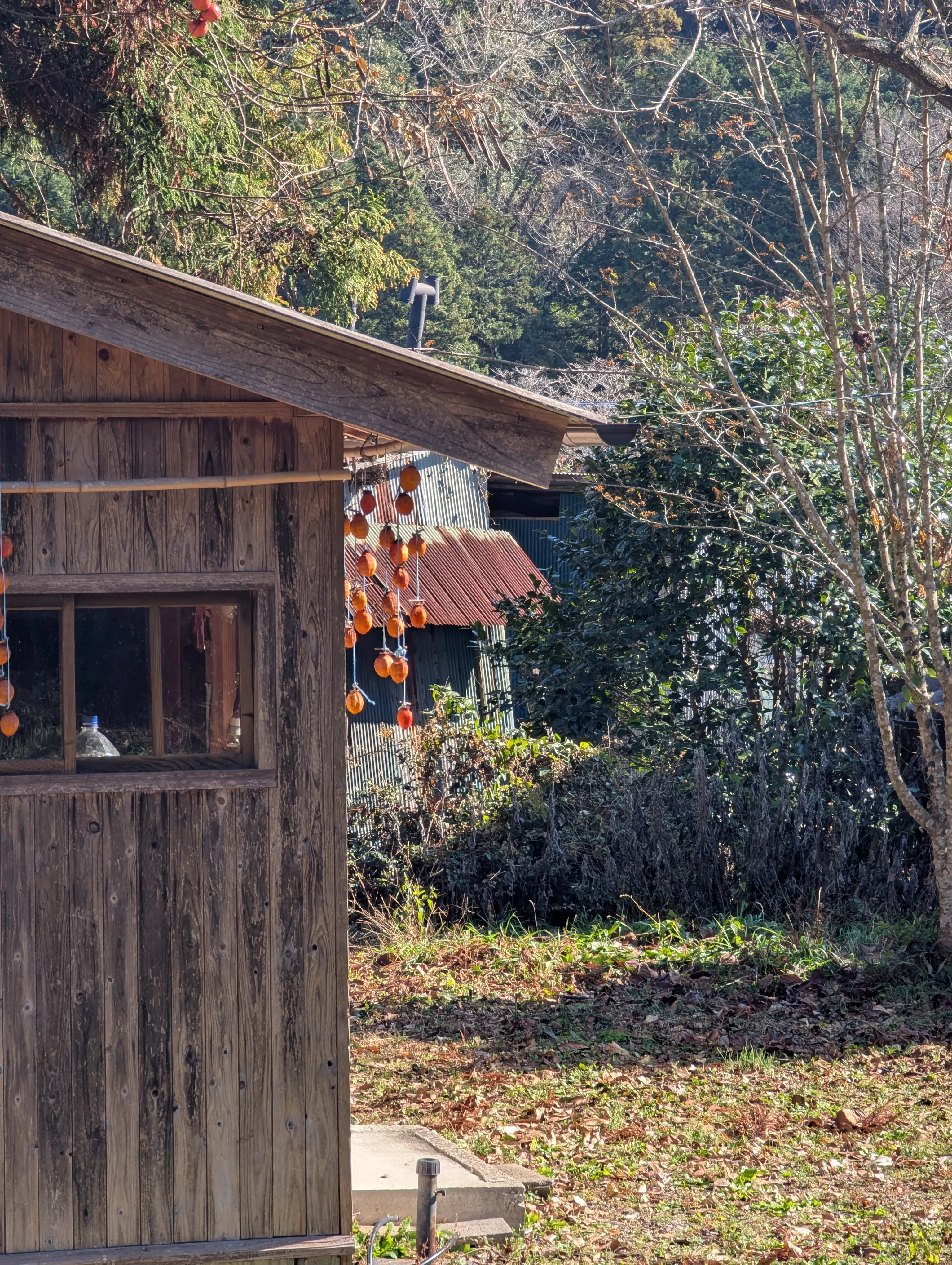 Persimmons drying